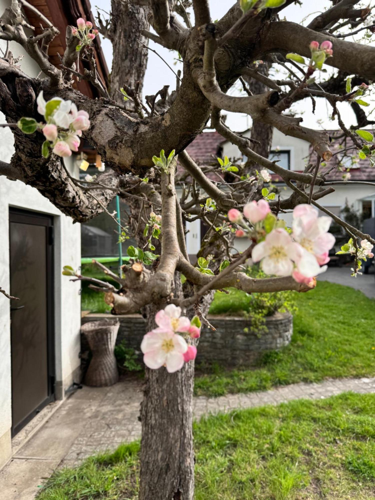 Apartamento Haus Gruber - Valentina & Gabriel In Der Waldheimat